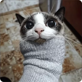 Котаны-2